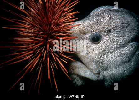 Wolf eel (Anarrichthys ocellatus) eating Red Sea Urchin (Strongylocentrotus franciscanus). Queen Charlotte Strait, British Columbia, Canada, North Pacific Ocean. Stock Photo