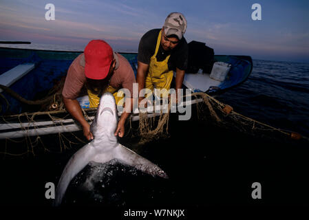 Common Thresher Shark (Alopias vulpinus) caught on gill net being hauled up onto boat, Huatabampo, Mexico, Sea of Cortez, Pacific Ocean Model released. Stock Photo