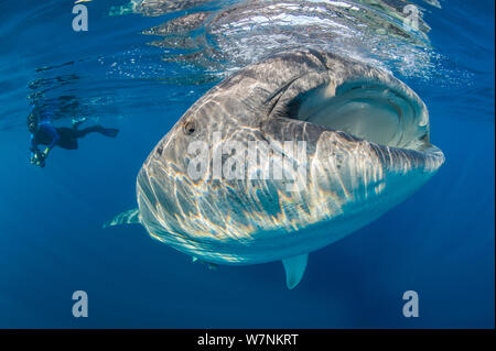 Whale shark (Rhincodon typus) feeding, open mouthed, on fish eggs (not visible) at the surface, with a snorkeller watching. Isla Mujeres, Quintana Roo, Yucatan Peninsular, Mexico, Caribbean Sea. Stock Photo