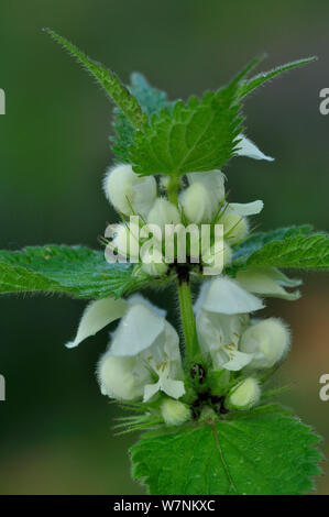 White Dead Nettle / Deadnettle (Lamium album) UK April Stock Photo