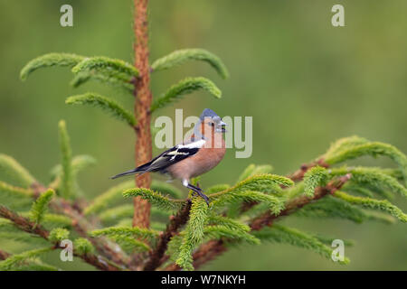 Chaffinch (Fringilla coelebs) male singing, Norfolk, UK June Stock Photo
