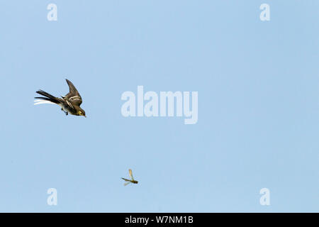 Pied Wagtail (Motacilla alba) chasing dragonfly in flight, Norfolk, UK July Stock Photo