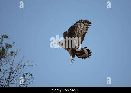 Oriental / Crested honey buzzard (Pernis ptilorhynchus) adult in flight, about to land, Oman, January Stock Photo