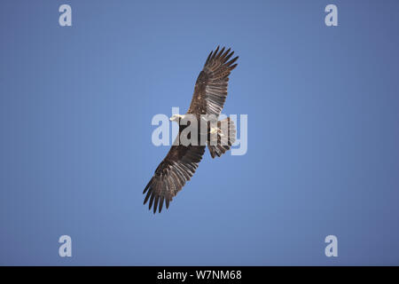 Imperial eagle (Aquila heliaca) adult in flight, Oman, January Stock Photo
