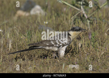 Great spotted cuckoo (Clamator glandarius) hunting for insects in grass, Extremadura, Spain, July Stock Photo