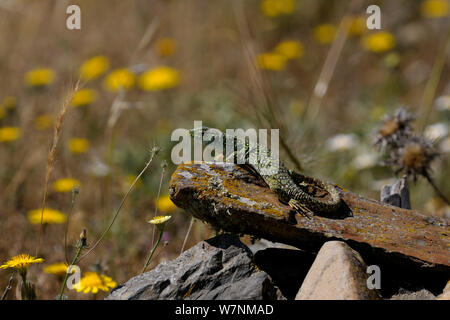 Ocellated lizard (Lacerta lepida) basking in sun, Extremadura, Spain Stock Photo