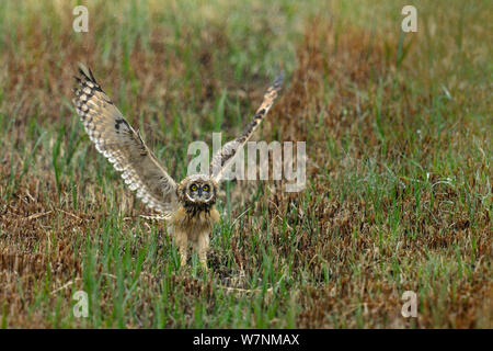 Short eared owl (Asio flammeus) juvenile flapping wings in preparation for flight, Breton Marsh, West France, June Stock Photo