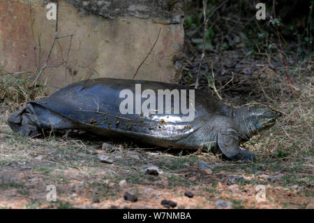 Indian flapshell turtle (Lissemys punctata) out of water, Keolado Ghana National Park, Bharatpur, Rajasthan, India Stock Photo