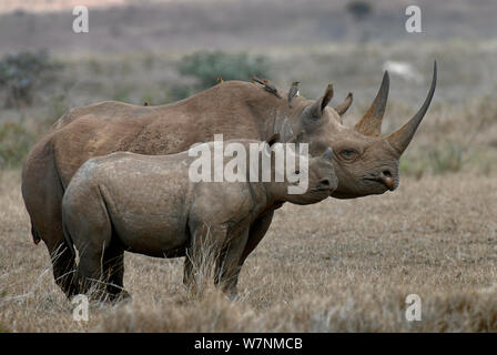 Black rhinoceros (Diceros bicornis) female and young, Lewa Conservancy, Kenya, East Africa Stock Photo