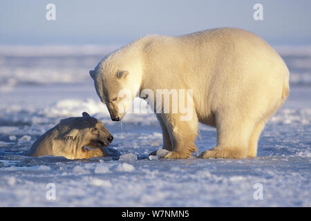 Polar bear (Ursus maritimus) sow on newly formed pack ice with spring cub playing in the water, 1002 area of the Arctic National Wildlife Refuge, North Slope, Alaska, USA Stock Photo