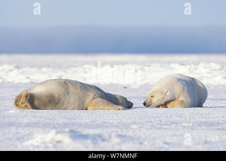 Polar bear (Ursus maritimus) pair of adults rest and stay cool on the newly formed pack ice in autumn, 1002 area of the Arctic National Wildlife Refuge, North Slope, Alaska, USA Stock Photo