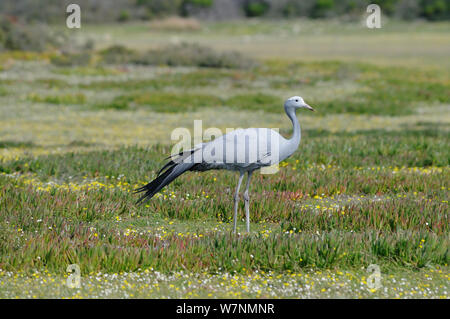 Blue Crane (Anthropoides paradiseus) standing in succulent fynbos, deHoop Nature resereve. Western Cape, South Africa, August. Stock Photo