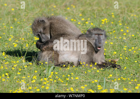 Chacma baboon (Paio hamadryas ursinus) females grooming each other in spring fynbos flowers. deHoop Nature reserve. Western Cape, South Africa. August. Stock Photo