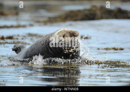 Grey Seal (Halichoerus grypus) hauled out on rocks at low tide. Bardsey Island, North Wales, UK, August Stock Photo