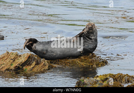 Grey Seal (Halichoerus grypus) hauled out on seaweed covered rocks. Bardsey Island, North Wales, UK, August Stock Photo