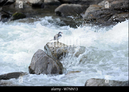Male Torrent Duck (Merganetta armata) by river, Guango River, Ecuador Stock Photo