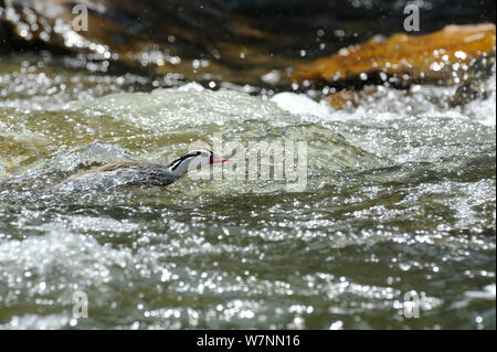 Male Torrent duck (Merganetta armata) swimming in rapids, Guango River, Ecuador. Stock Photo