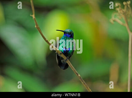 Sparkling violetear hummingbird (Colibri coruscans) Wild Sumaco, Ecuador. Stock Photo