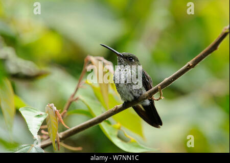 Many-spotted hummingbird (Taphrospilus hypostictus) Wild Sumaco, Ecuador.
