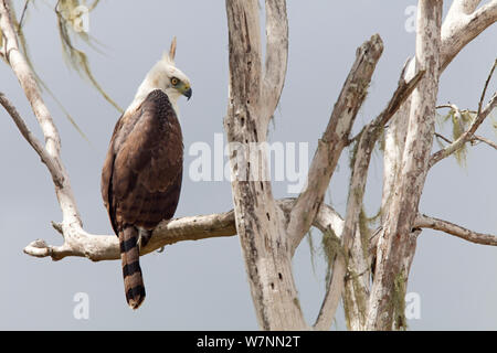 Ornate Hawk-Eagle (Spizaetus ornatus) juvenile,  Calakmul Biosphere Reserve, Yucatan Peninsula, Mexico, November. Stock Photo