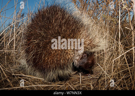 North American Porcupine (Erethizon dorsatum), Janos Biosphere Reserve, northern Mexico, February. Stock Photo