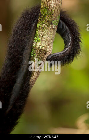 Guatemala, Guatemalan Howler Monkey, Alouatta pigra, hangs on with its
