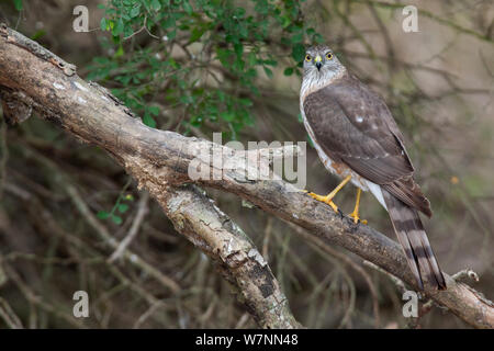 Sharp-Shinned Hawk (Accipiter striatus) perched Sabal Palm Audubon Sanctuary, Brownsville, Texas USA Stock Photo