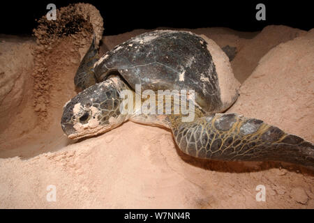 Green turtle (Chelonia mydas) covering nest, Sian Ka'an Biosphere Reserve, Yucatan Peninsula, Mexico, August. Endangered species Stock Photo