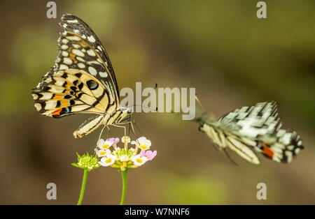 Swallowtail butterfly on a white flower collecting nectar with another butterfly in flight flying towards it. Stock Photo
