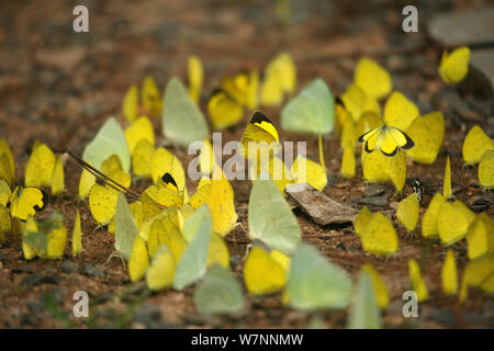 Grass yellows (Eurema sp) congregating on floor to drink moisture from soil, Pench National Park, Madhya Pradesh, India, taken on location for 'Tiger - Spy in the Jungle' September 2008 Stock Photo