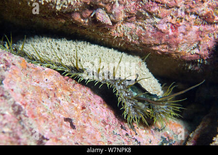 Ormer (Haliotis tuberculata) English Channel, off the coast of Sark, Channel islands, April Stock Photo