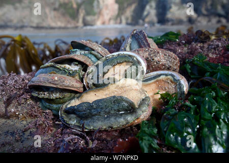 Ormers (Haliotis tuberculata) exposed at low tide, English Channel, off the coast of Sark, Channel Islands, March Stock Photo