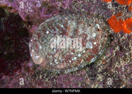 Ormer (Haliotis tuberculata) English Channel, off the coast of Sark, Channel islands, July Stock Photo