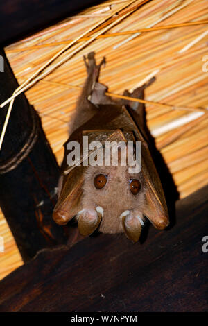 Wahlberg's epauletted fruit-bat (Epomophorus wahlbergi) hanging from the roof in Skukuza Camp, Kruger National Park, Transvaal, South Africa, September. Stock Photo