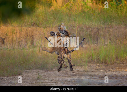 Bengal Tigers (Panthera tigris), two subadults, approximately 17-19 months old, leaping, playing and fighting. Endangered. Bandhavgarh National Park, India. Non-ex. Sequence 1 of 2. Stock Photo