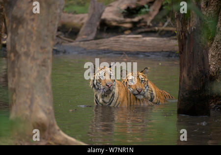 Bengal Tigers (Panthera tigris), siblings, (female at left, male at right), approximately 17-19 months old, cool off together by sitting in forest pool.  Bandhavgarh National Park, India. Non-ex. Stock Photo