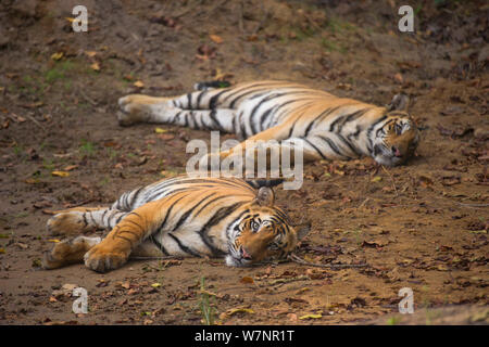 Bengal Tigers (Panthera tigris), siblings, (female at left, male at right), approximately 17-19 months old, resting in forest. Endangered. Bandhavgarh National Park, India. Non-ex. Stock Photo