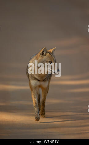 Golden Jackal (Canis aureus) adult on forest track. Bandhavgarh National Park, India. Non-ex. Stock Photo