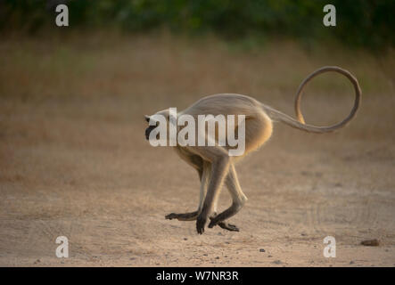 Hanuman / Northern Plains Grey Langur (Presbytis entellus) adult bounds across open ground. Bandhavgarh National Park, India. Stock Photo