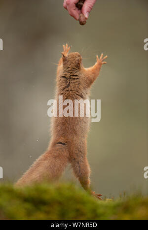 Red Squirrel (Sciurus vulgaris) taking a nut from a person. Cairngorms National Park, Scotland, UK, March. Stock Photo