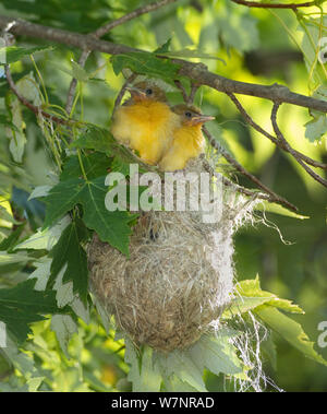 Baltimore Oriole (Icterus galbula), two soon-to-fledge nestlings looking out of their hanging nest in a Silver Maple (Acer saccharinum), New York, USA. June. Stock Photo