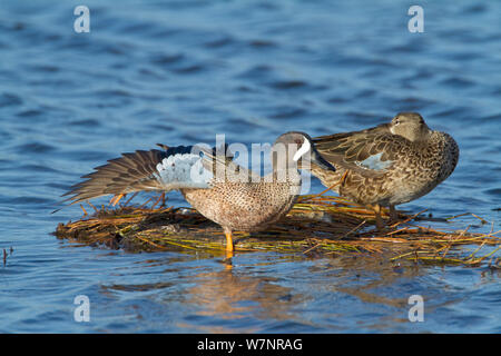 Blue-winged Teal (Anas discors) pair perched on floating vegetation, male stretching its wing and leg, Merritt Island National Wildlife Refuge, Florida, USA. March Stock Photo