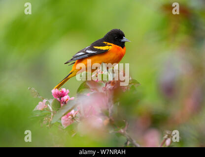 Baltimore Oriole (Icterus galbula) male in breeding plumage, perched among ornamental crabapple (Malus sp) blossoms in spring, New York, USA, May. Stock Photo