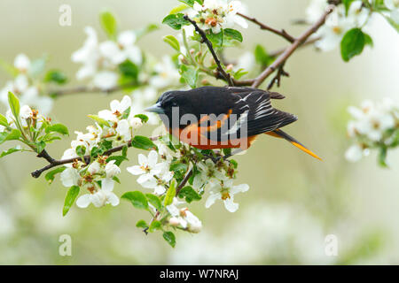 Baltimore Oriole (Icterus galbula) male foraging in apple blossom in spring, New York, USA, May. Stock Photo
