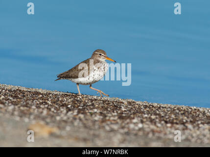 Spotted Sandpiper (Actitis macularia), adult in breeding plumage walking along shore of Mono Lake, spring, California, USA, June.