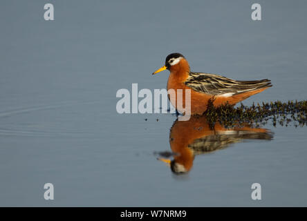 Grey Phalarope (Phalaropus fulicaria) reflected on water. Svalbard, June. Grey Phalarope (Phalaropus fulicaria) reflected on water. Svalbard, June.