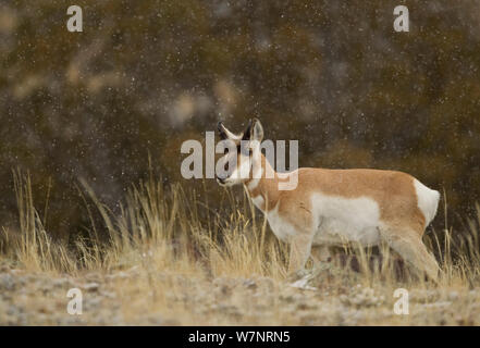 Pronghorn Antelope (Antilocapra americana) in falling snow. Yellowstone, USA, February. Stock Photo