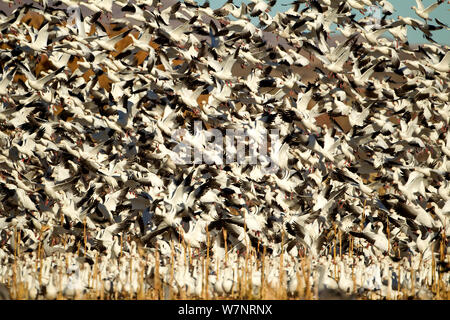 Flock of Snow Geese (Chen caerulescens) in flight. Bosque del Apache, New Mexico, USA, November. Stock Photo
