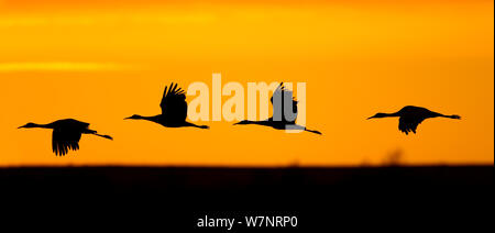 Sandhill Cranes (Grus canadensis) in flight silhouetted at dawn. Bosque del Apache, New Mexico, USA, November. Stock Photo
