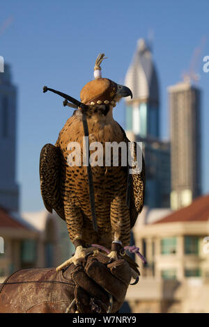 Peregrine Falcon (Falco peregrinus) with hood on perched on falconers hand, on roof top in Dubai city, used to control urban pigeon population, United Arab Emirates (UAE), January 2010 Stock Photo